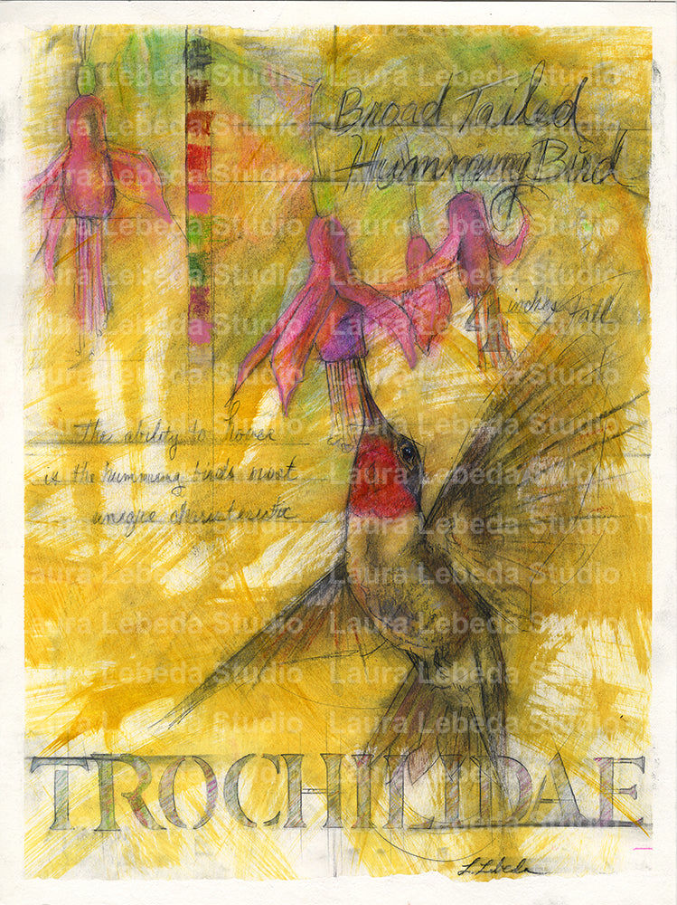 "Sustenance" Broad Tailed Hummingbird, 23" x 29" Edgewood Orchard Gallery - SOLD