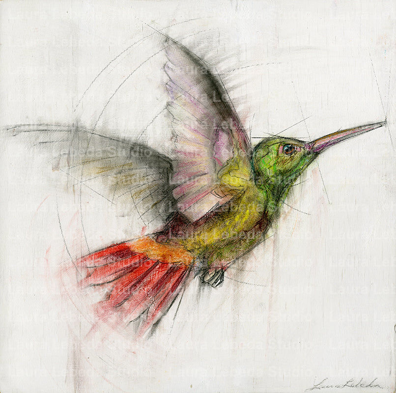 Hummingbird 003 - Giclée Square Print