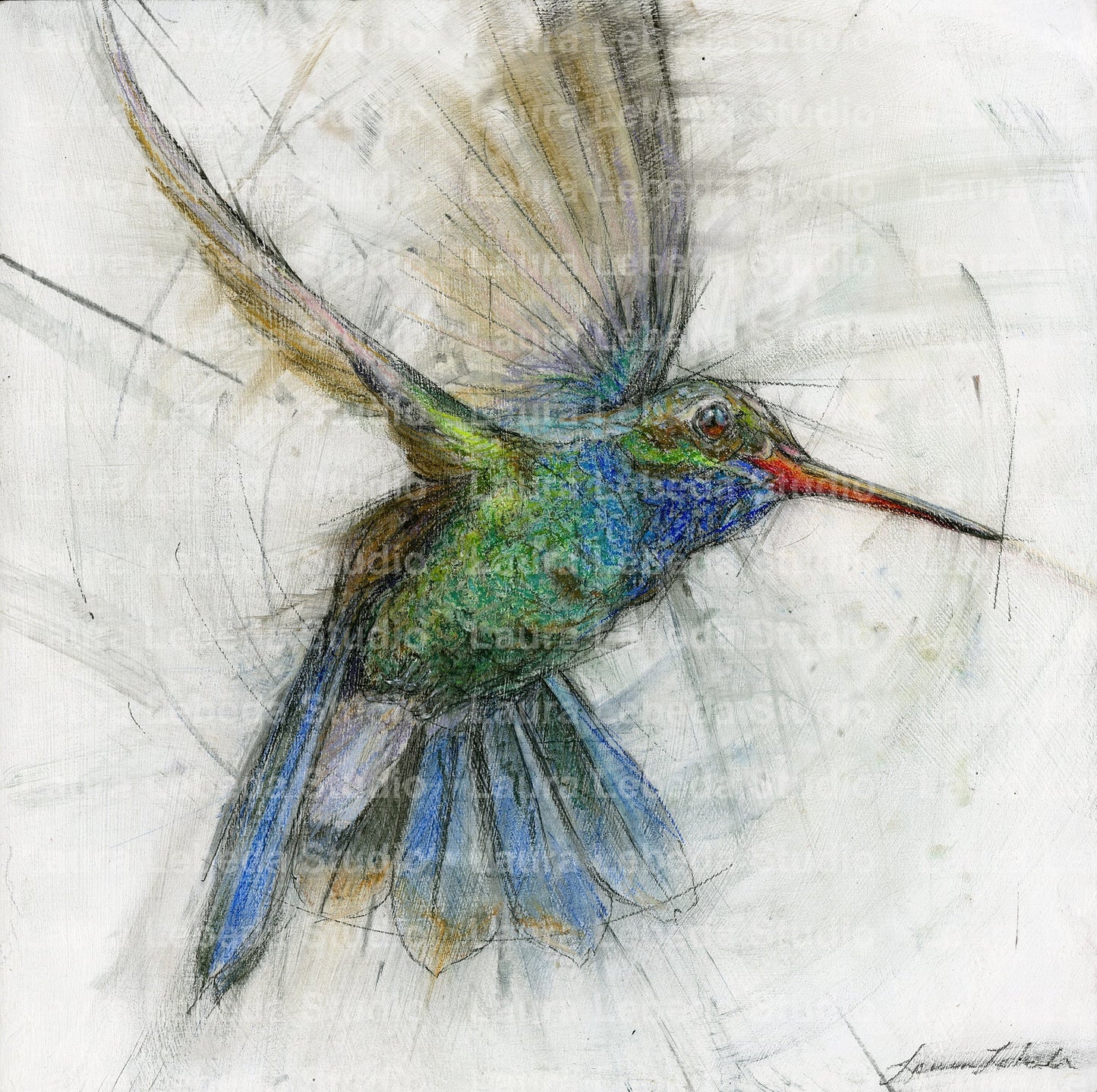 Hummingbird 005 - Giclée Square Print
