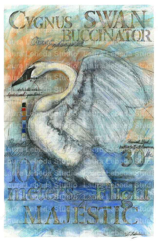 "Majestic Swan" 29" x 42"Available through Edgewood Orchard Gallery