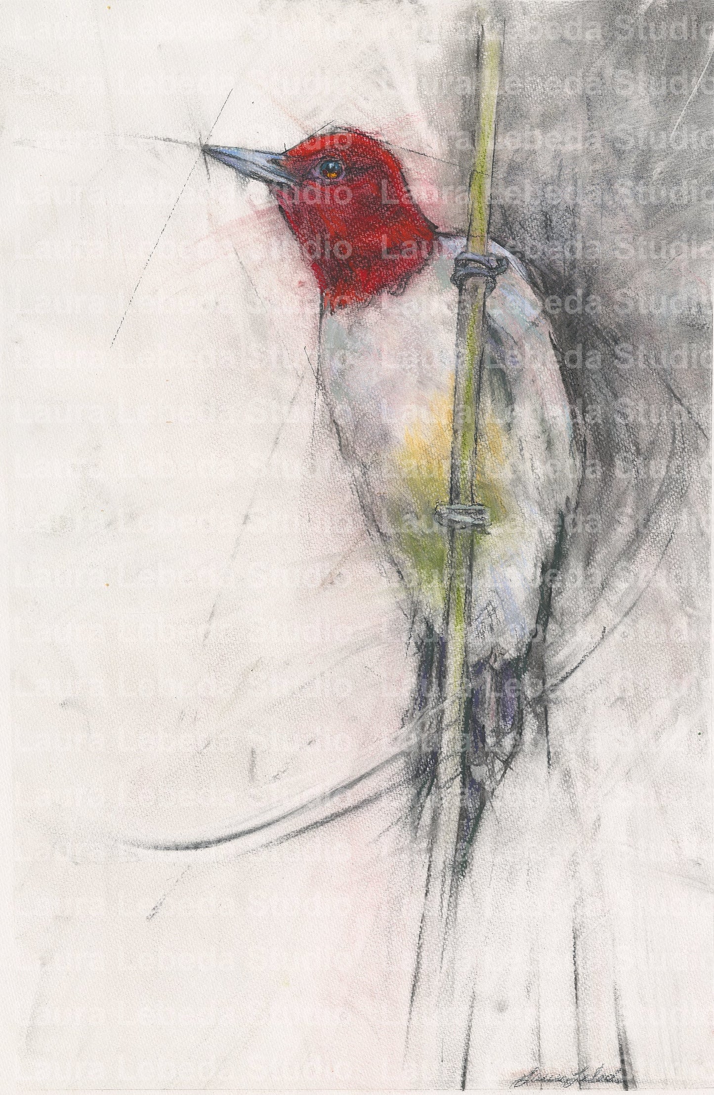 "Redheaded Beauty" Woodpecker 19" x 26" SOLD