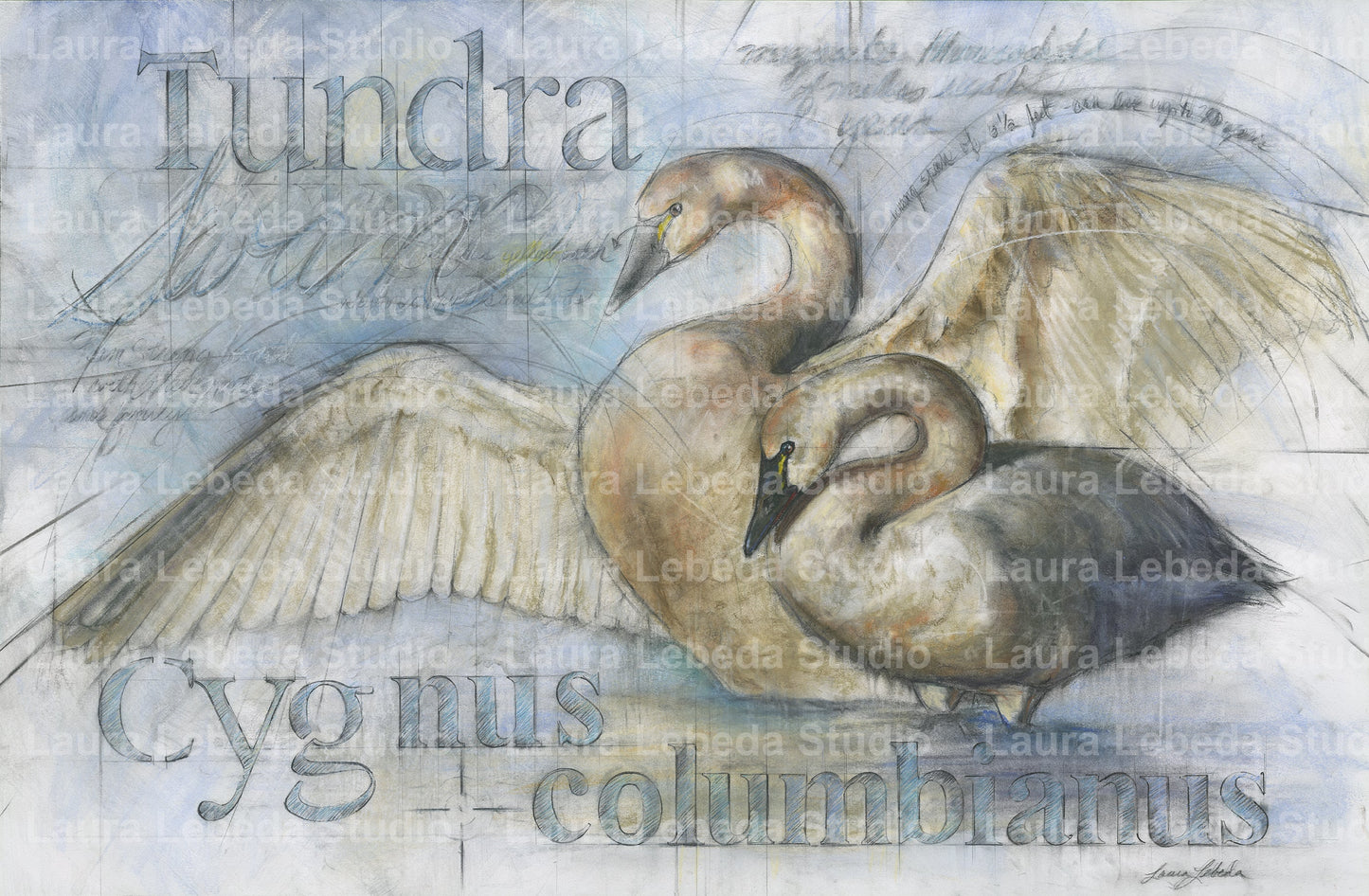 "Tundra Swans" Giclée Print
