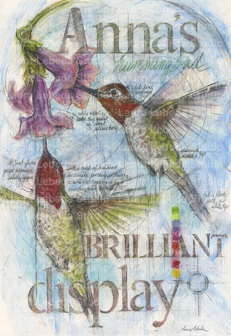 "Brilliant Display" Anna's Hummingbirds, Giclée Print