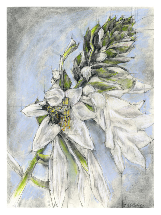 "Bee In Sylvia's Hosta" Original Charcoal & Pastel Drawing