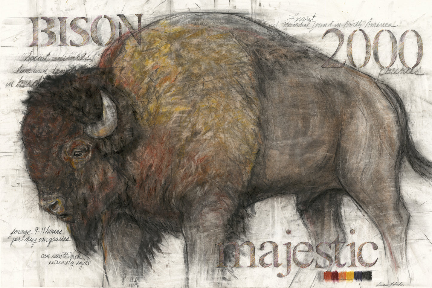 "Majestic" Bison, 48" x 36"