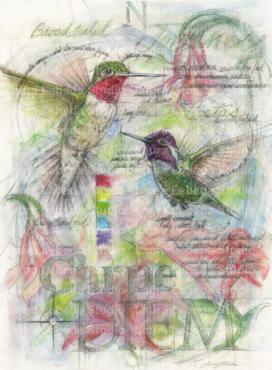 "Carpe Diem" Hummingbirds, Giclée Print