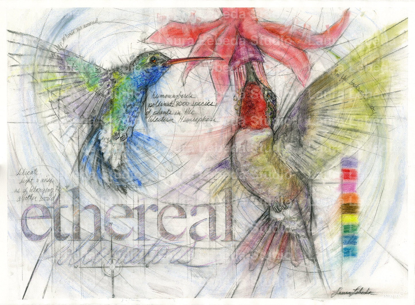 "Ethereal" Hummingbirds, Giclée Print