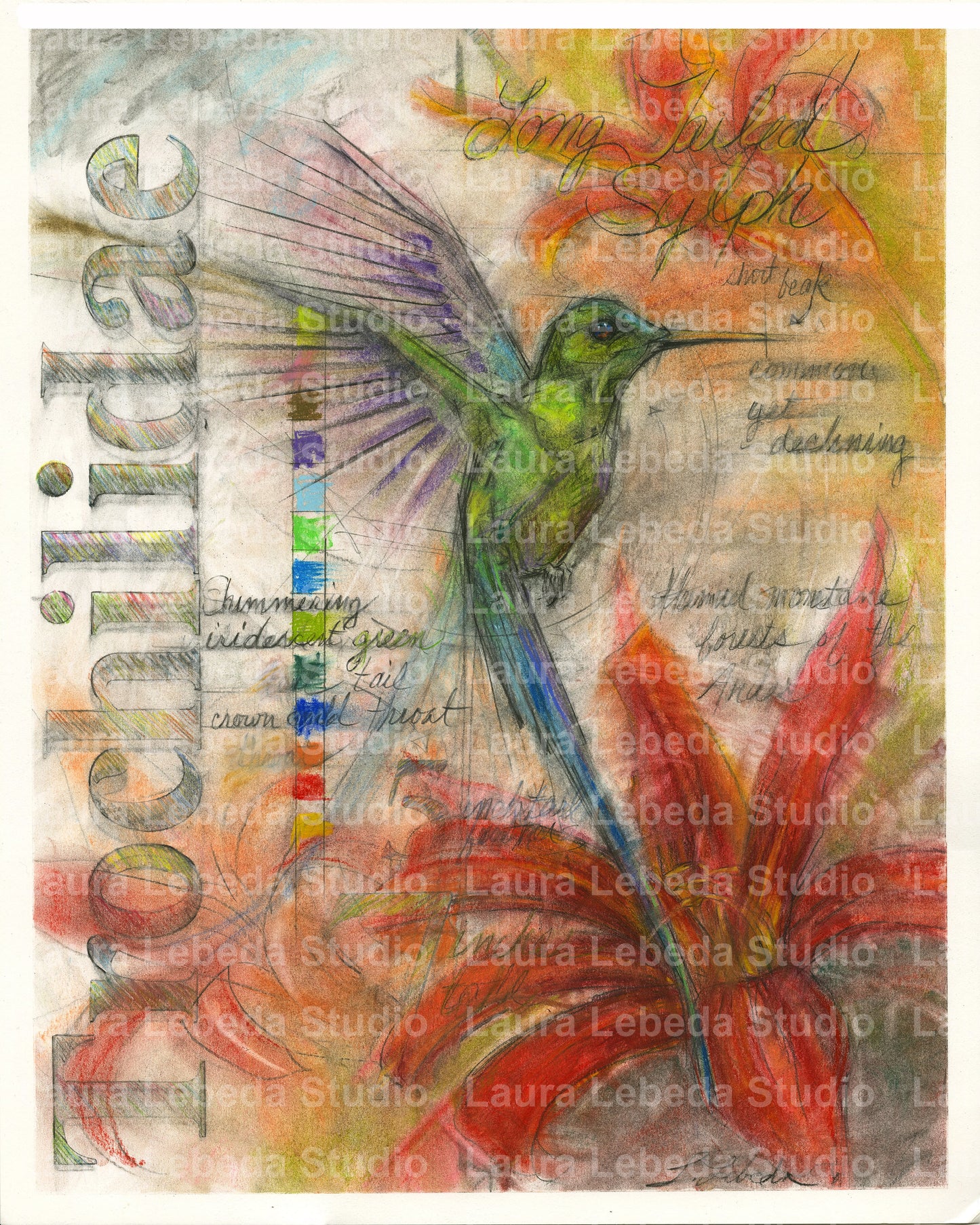 "Long Tailed Sylph Hummingbird" - Giclée Print